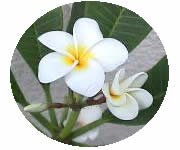 lemontree