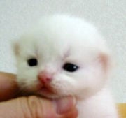 ｺﾞﾏ
