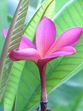 fellow