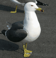くじらイヌ