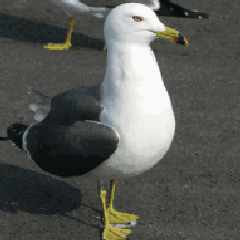 くじらイヌのプロフィール