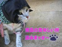 四国ＰＲ特派員