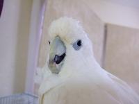 みかんママ
