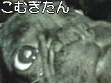 みさとんこつｏ