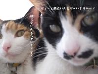 キコキコ