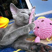natsu-mican