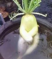 サック