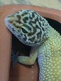 えり
