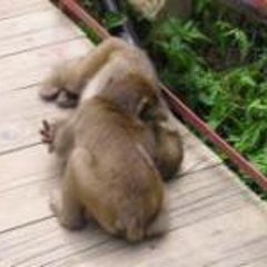 improve-englishのプロフィール